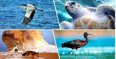 نصائح لـ «خروجة» صديقة للبيئة وسط المحميات الطبيعية