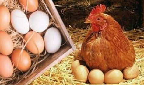 أسعار الدواجن والبيض في مصر اليوم الاربعاء