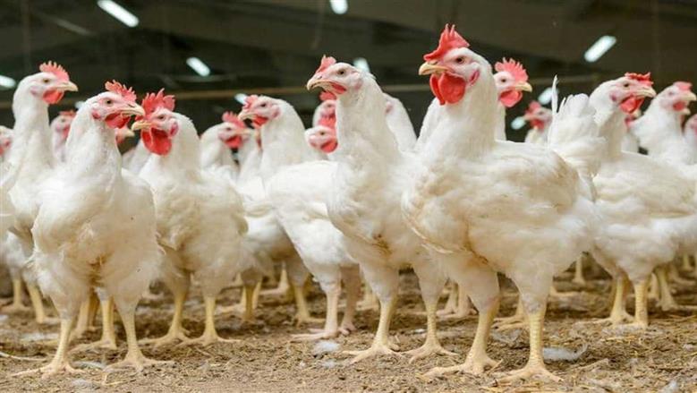 ارتفاع جديد في أسعار الدواجن والبيض اليوم الثلاثاء