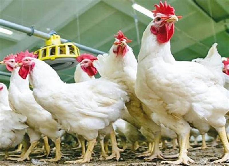 ارتفاع أسعار الدواجن والبيض اليوم الجمعة