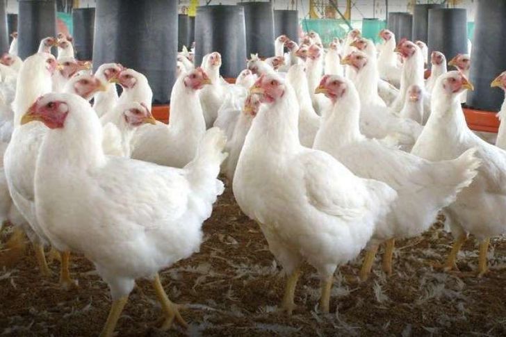 سعر الدواجن اليوم الثلاثاء في الأسواق