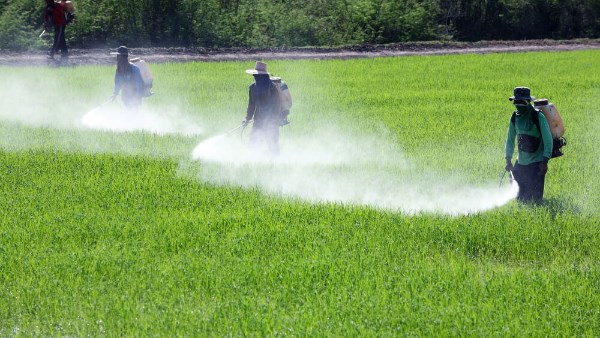 الزراعة: ترشيد استخدام الأسمدة النيتروجينية لحماية صحة الإنسان وتحسين جودة التربة