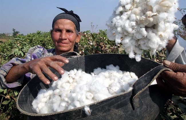 مع تراجع الإنتاج والصادرات.. استهلاك القطن المصري يقفز 70%
