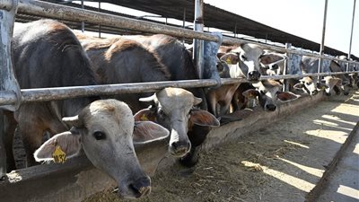 خبراء الزراعة والطب البيطري يناقشون مستقبل الثروة الحيوانية والداجنة غدا