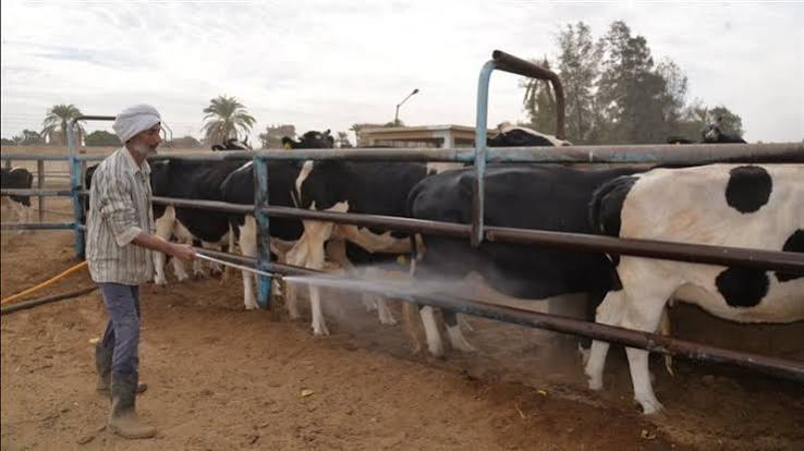 قطاع تنمية الثروة الحيوانية يعلن الموافقة على تصدير أعلاف الأسماك