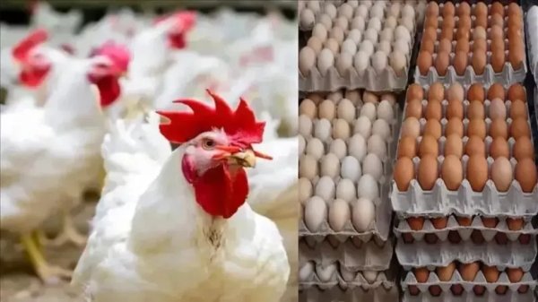 سعر الدواجن  اليوم الثلاثاء 15 سبتمبر في الأسواق