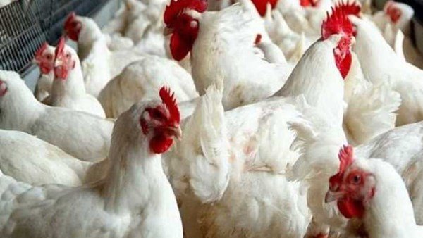 سعر الدواجن اليوم السبت 12 سبتمبر في الأسواق