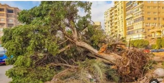 حقيقة التصريحات المنسوبة لوزيرة التنمية المحلية والبيئة بشأن قطع الأشجار غير صحيحة ومضللة